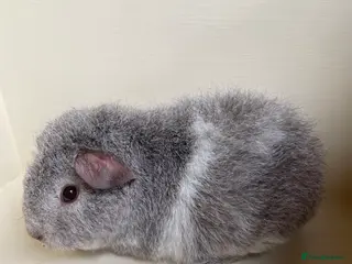 Guinea Pig rodents Teddy, Rex and Funky Guinea Pigs. - Advert 9