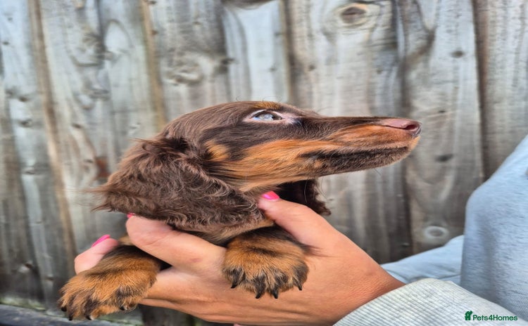Miniature Dachshund dogs - Advert 1