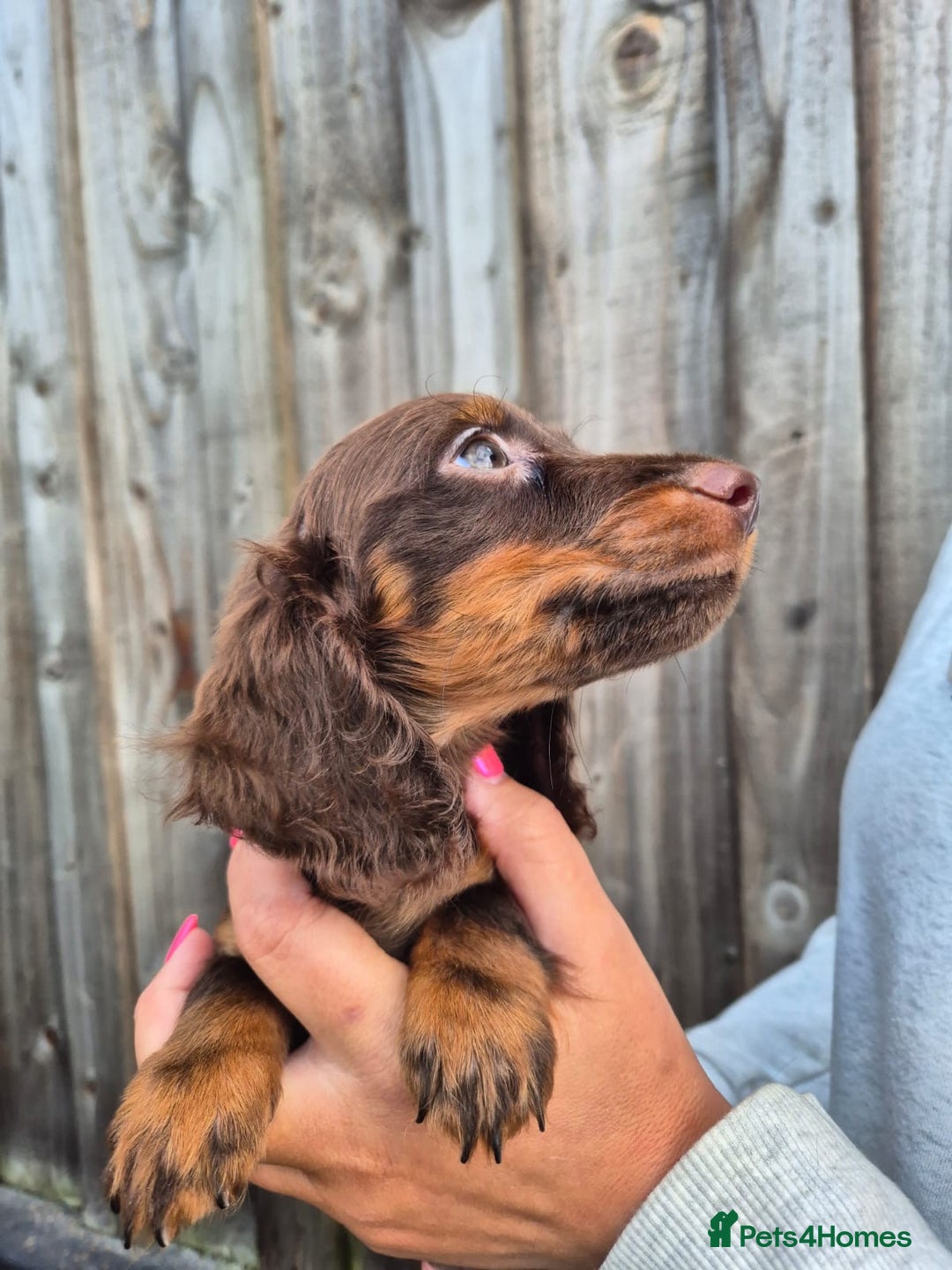 Miniature Dachshund dogs for sale: Long haired miniature dachshunds  - Image 1