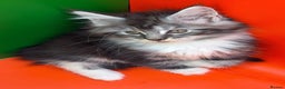 Maine Coon cats for sale: Maine Coons with Tests, Papers, Vet Checks & Vacc. - Advert 21