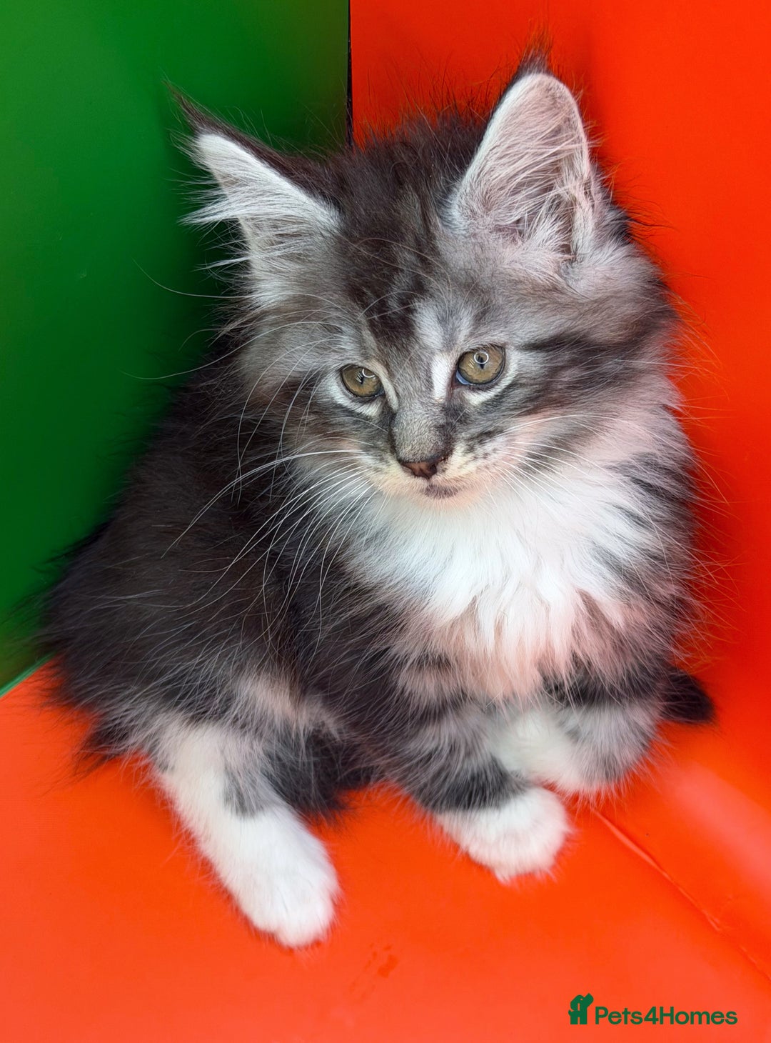 Maine Coon cats for sale: Maine Coons with Tests, Papers, Vet Checks & Vacc. - Advert 21