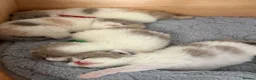 British Shorthair cats for sale: Pedigree British Shorthair - Show Champion Lines - Advert 11