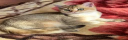 British Longhair cats for sale:  Tica registered BLH/BSH golden shaded  kittens  - Advert 18