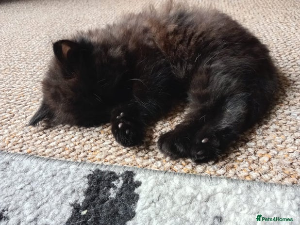 British Shorthair cats - Advert 1