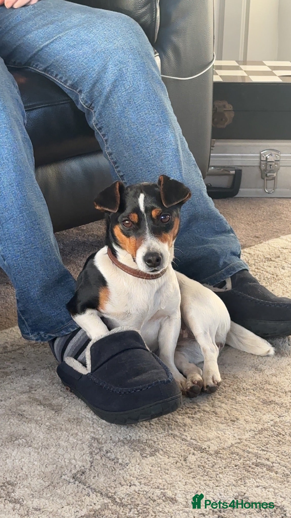 Jack Russell dogs Jack Russell Puppies  - Advert 2