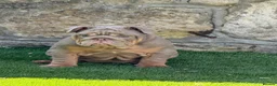 English Bulldog dogs for sale: English bulldog female puppy  - Advert 4