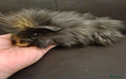 Guinea Pig rodents for sale: Long haired Peruvian-cross baby boys - Image 15