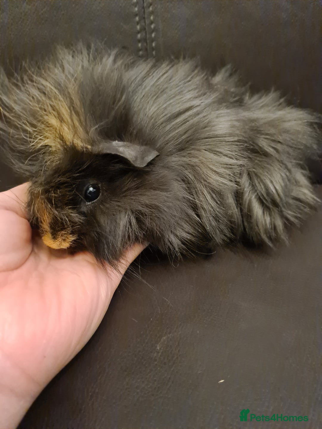 Guinea Pig rodents for sale: Long haired Peruvian-cross baby boys - Image 15