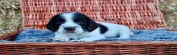 English Springer Spaniel dogs for sale: 1 boy left. Heath Tested Springer Spaniel Pups - Advert 16