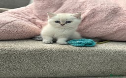 British Shorthair cats for sale: Beautiful GCCF kittens from champion lines  - Image 22