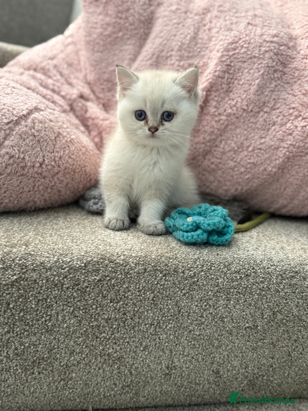British Shorthair cats for sale: Beautiful GCCF kittens from champion lines  - Image 22