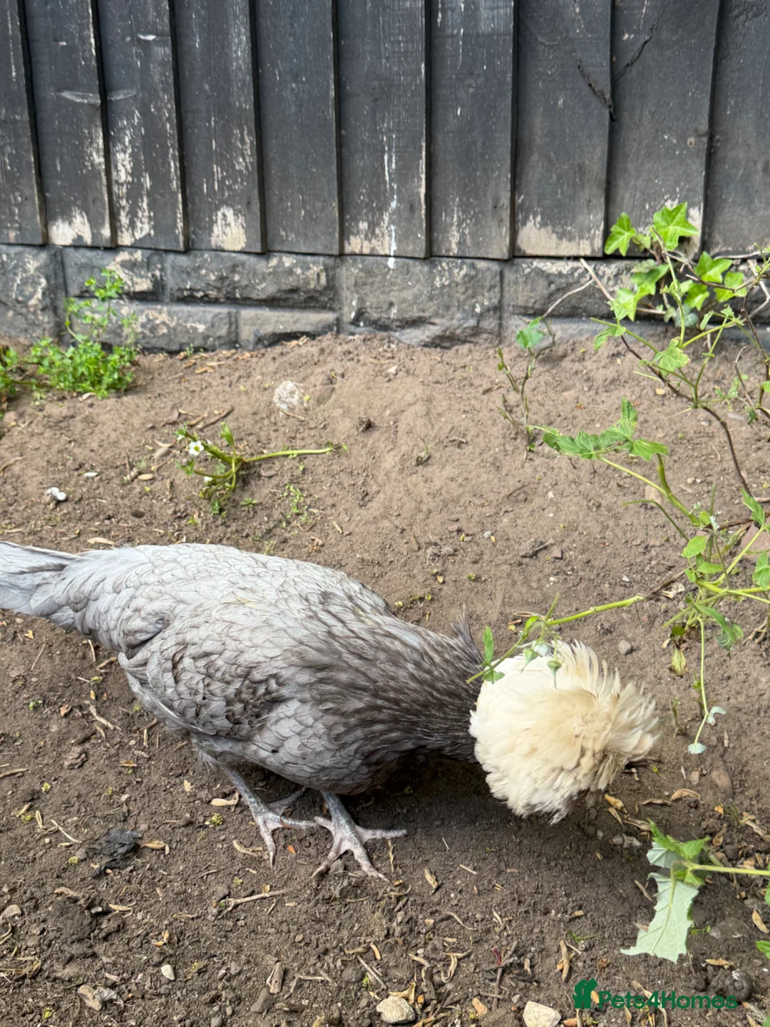 Chickens poultry for sale: Beautiful Polish girl in Neston - Advert 2