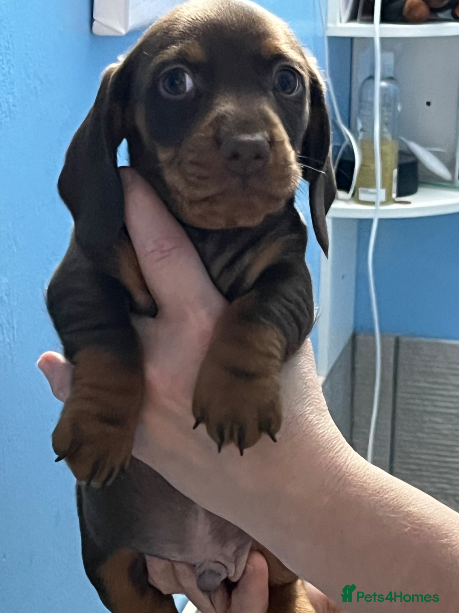 Dachshund dogs Kc miniature dachshund - Advert 19