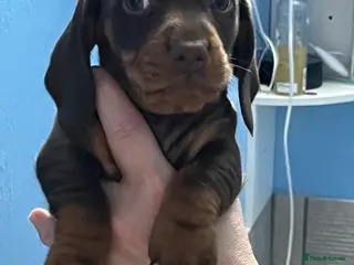 Dachshund dogs Kc miniature dachshund - Advert 19