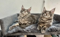Maine Coon cats for sale: Stunning TICA Registered Maine Coon Boys Available - Image 25