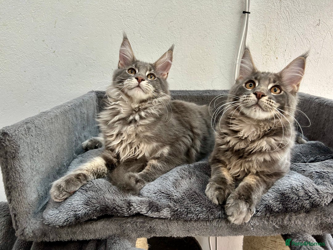 Maine Coon cats for sale: Stunning TICA Registered Maine Coon Boys Available - Image 25