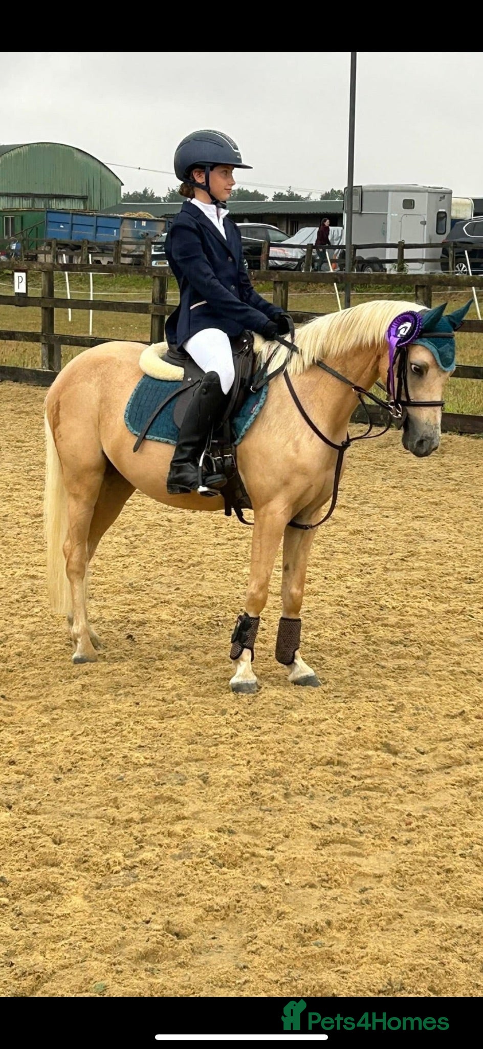 Welsh Section B horses Fun and forward PC show jumping pony - Advert 3