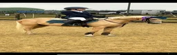 Welsh Section B horses for sale: Fun and forward PC show jumping pony - Advert 1