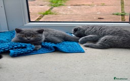 Scottish Fold cats for sale: 4 lovely kittens looking for new family  - Image 1