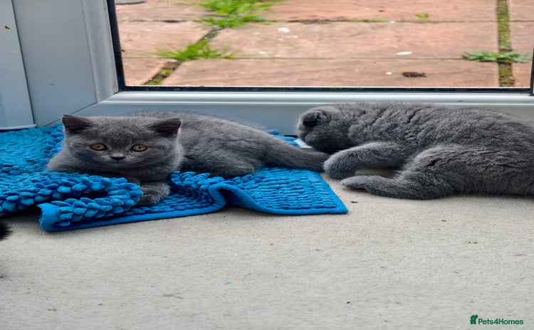 Scottish Fold cats - Advert 1