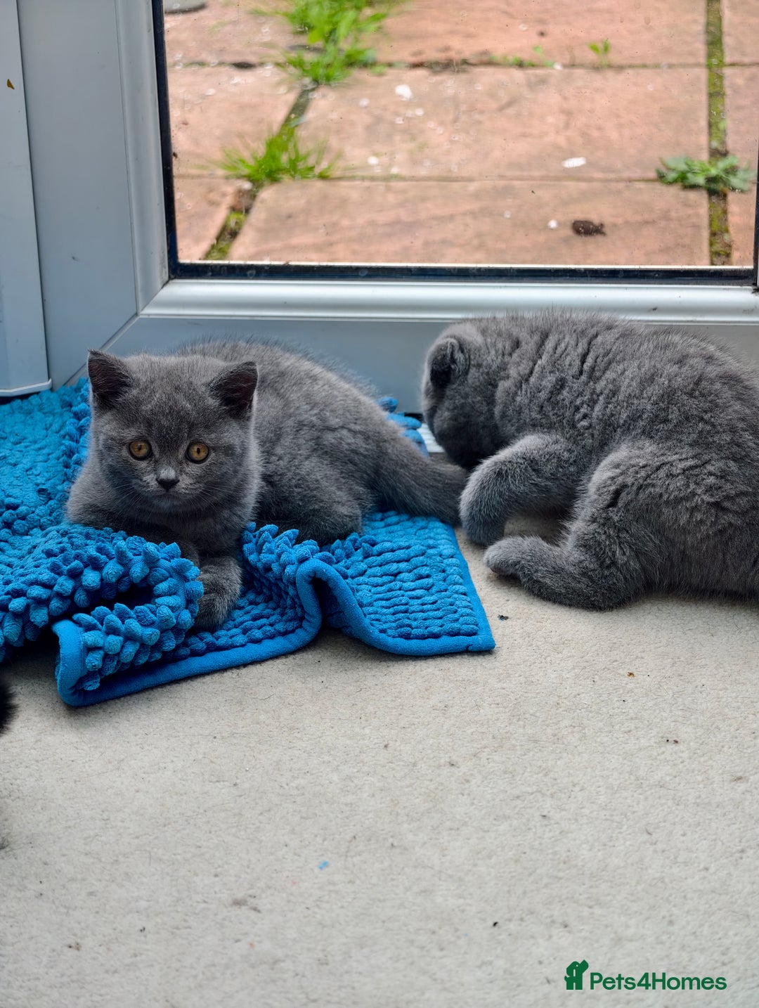 Scottish Fold cats for sale: 4 lovely kittens looking for new family  - Image 1