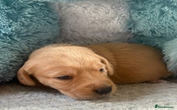 Cockerdor dogs for sale: 🐶Cockerdor Puppies 🐶 - Image 11