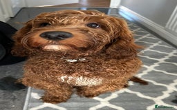 Irish Doodle dogs for stud: Irish doodle for stud only  - Image 5