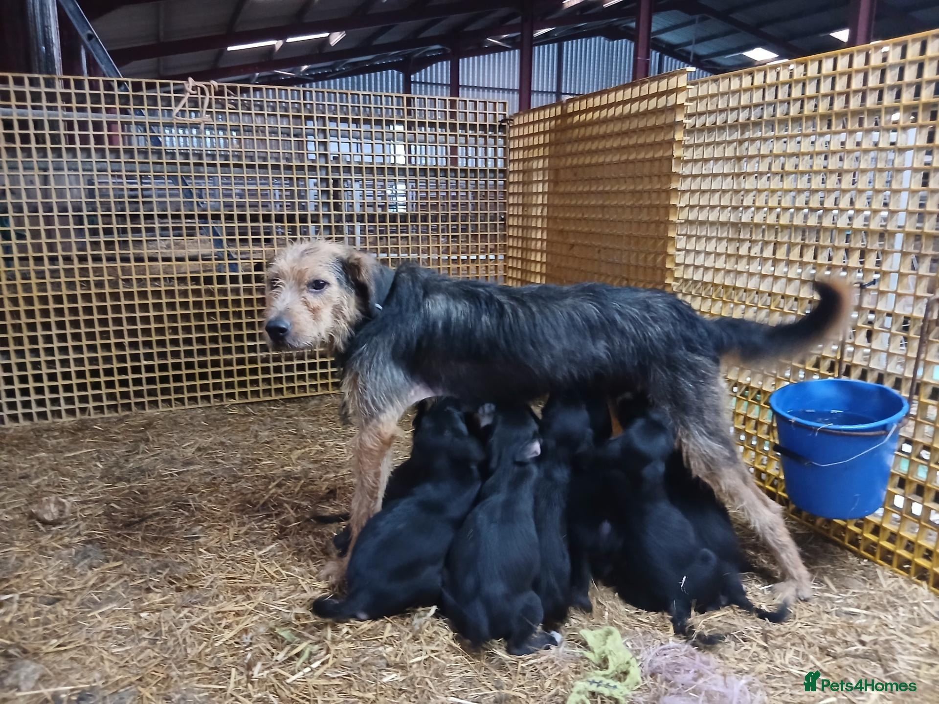 Mixed Breed dogs Huntaway x collie  - Advert 1