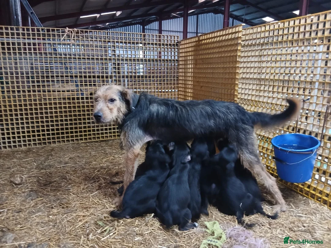 Mixed Breed dogs for sale: Huntaway x collie  in Llangammarch Wells - Advert 1