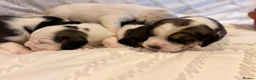 Beagle dogs for sale: KC reg beagle puppies.  - Advert 3
