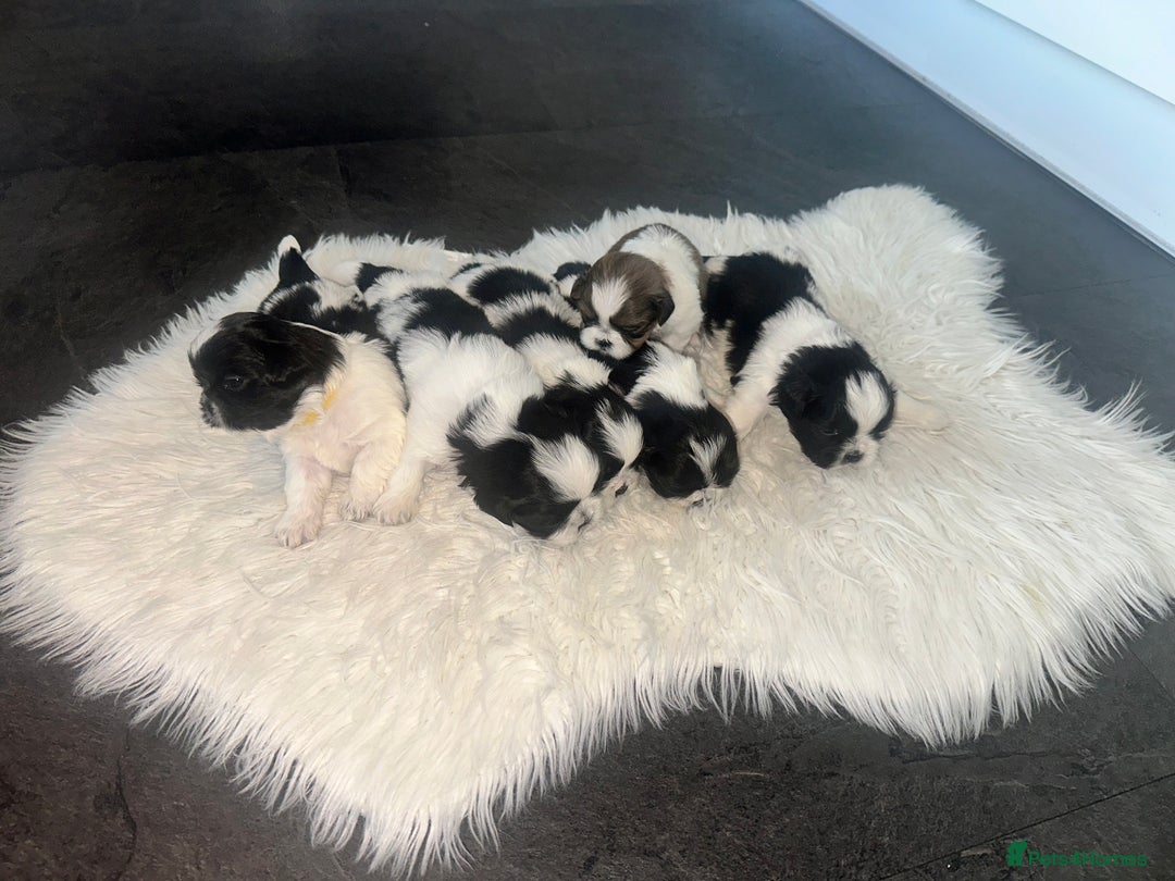 Shih Tzu dogs for sale: Shih Tzu puppies - Advert 4