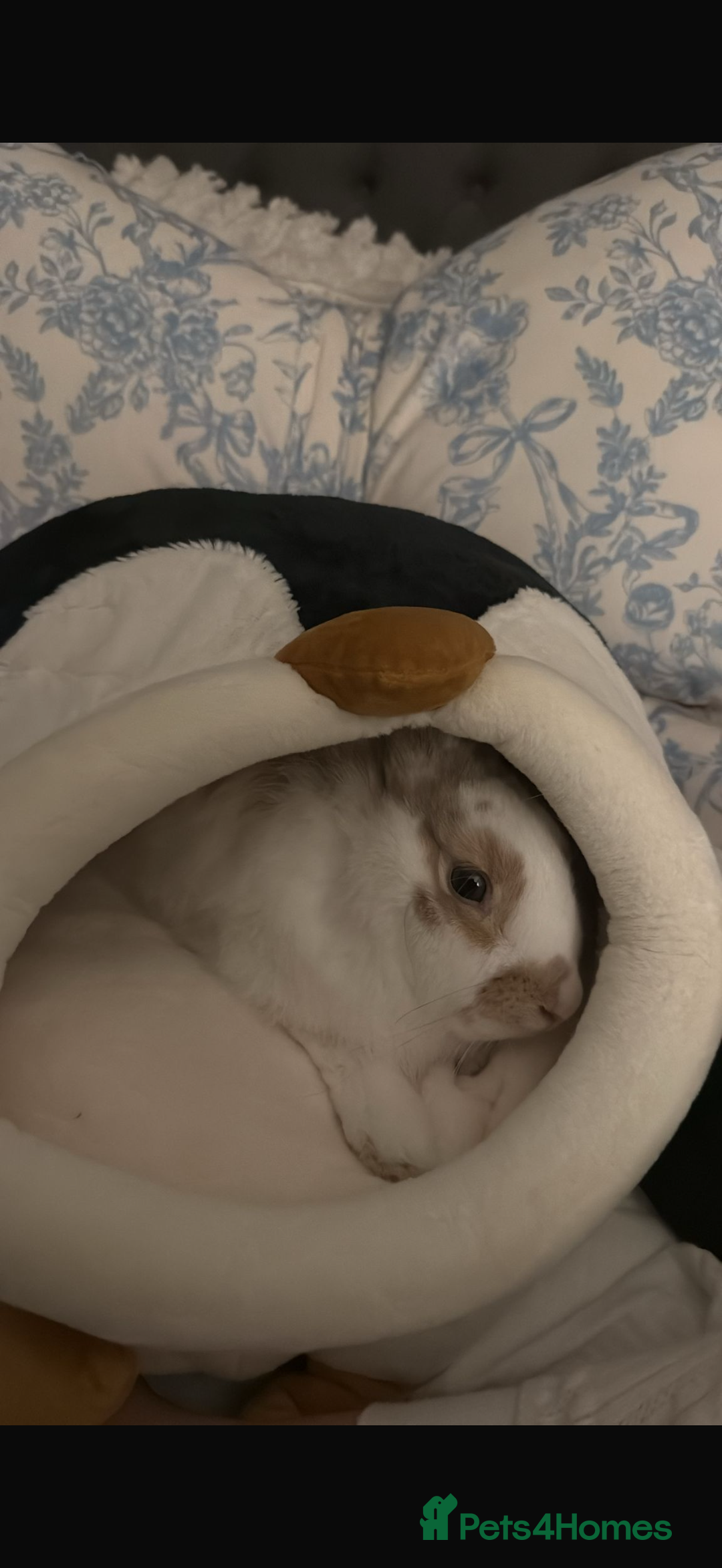 Dwarf Lop rabbits for sale: 3x rabbits Mum dad baby  - Advert 4