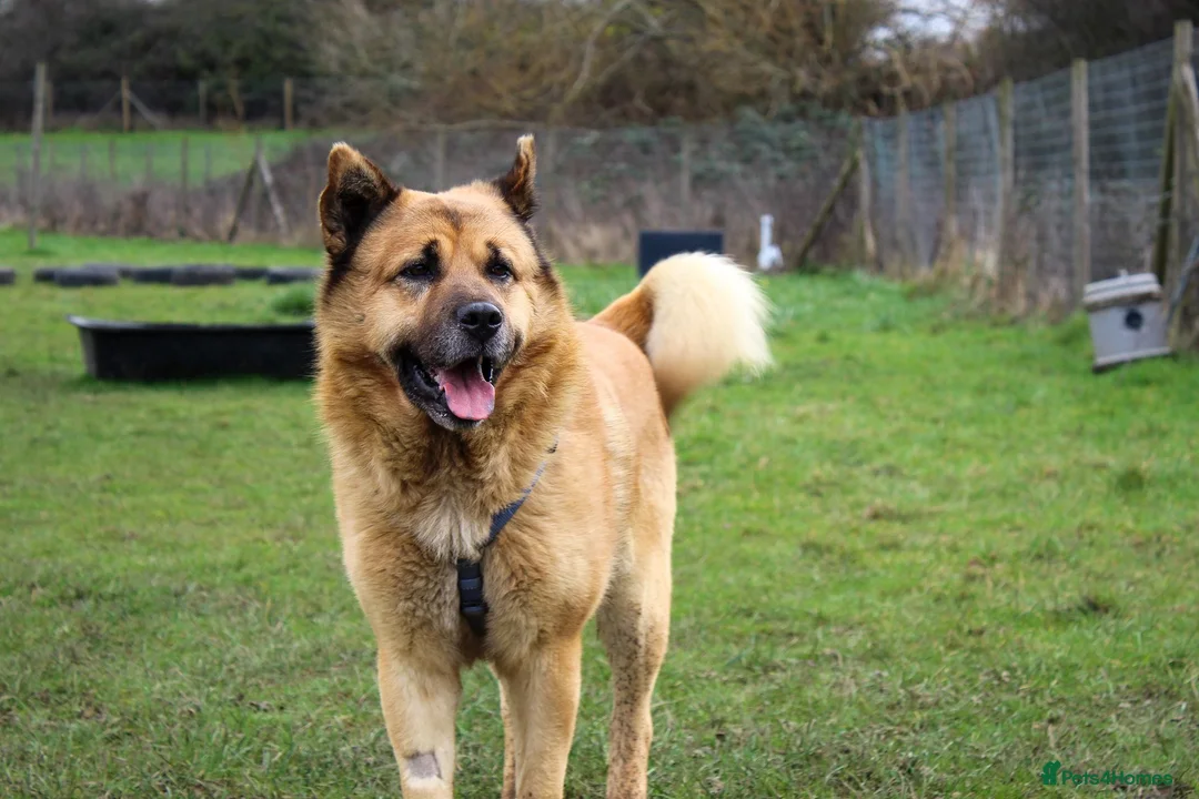 Mixed Breed dogs for adoption: Kenji is in need of his forever home!  - Advert 2