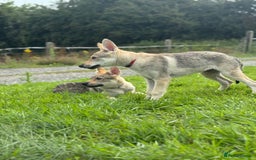 Saarloos Wolfdog dogs for sale: Rare Wolfdog Pups - Socialised & Highly Trainable - Image 17