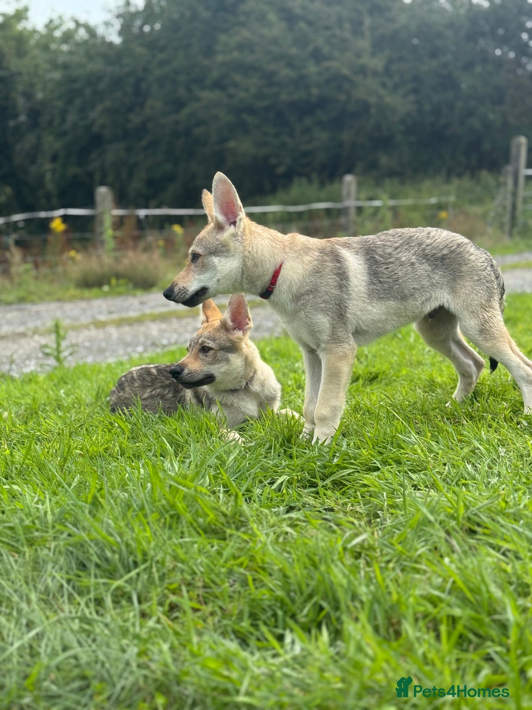 Saarloos Wolfdog dogs for sale: Rare Wolfdog Pups - Socialised & Highly Trainable - Image 17
