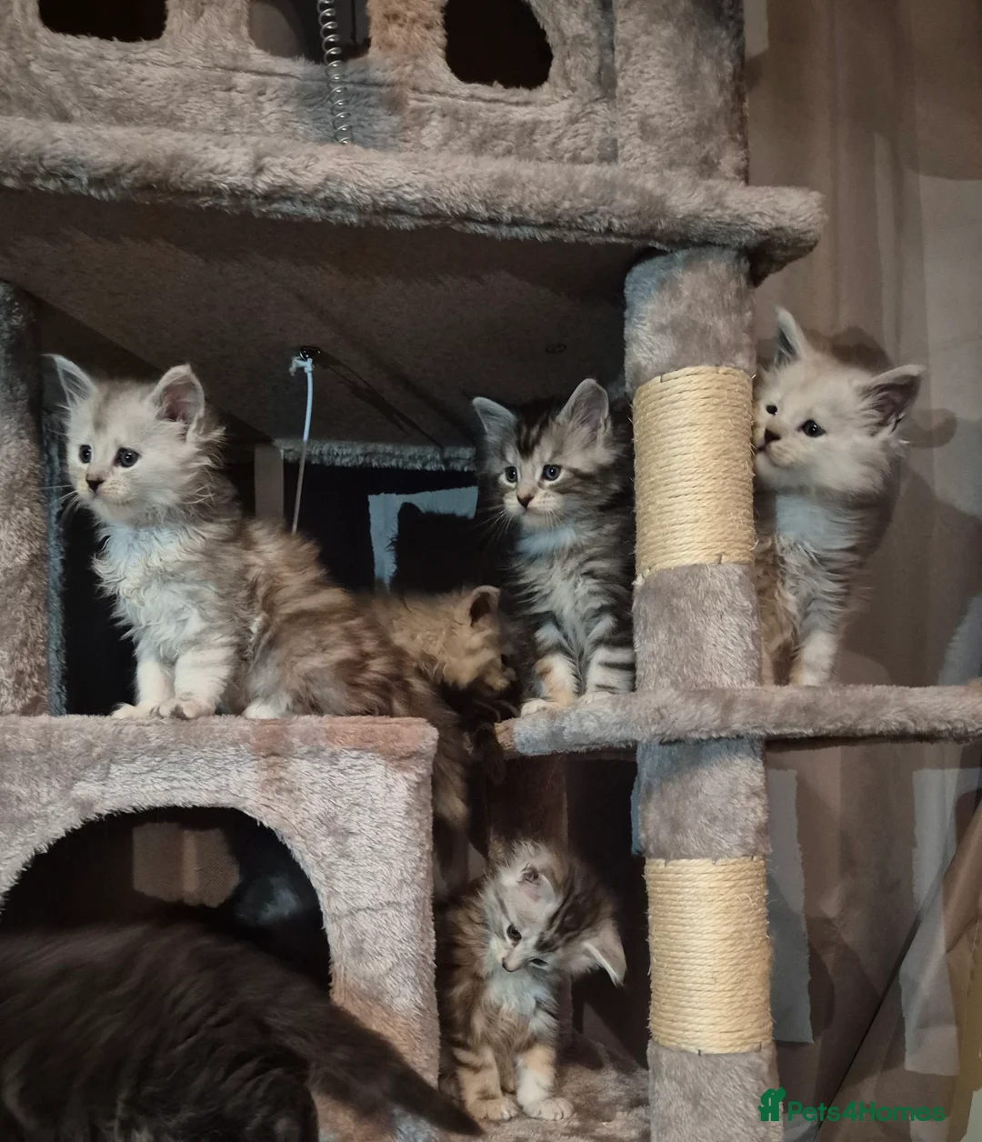 Maine Coon cats for sale: Tica registered Maine Coon kittens - Advert 26