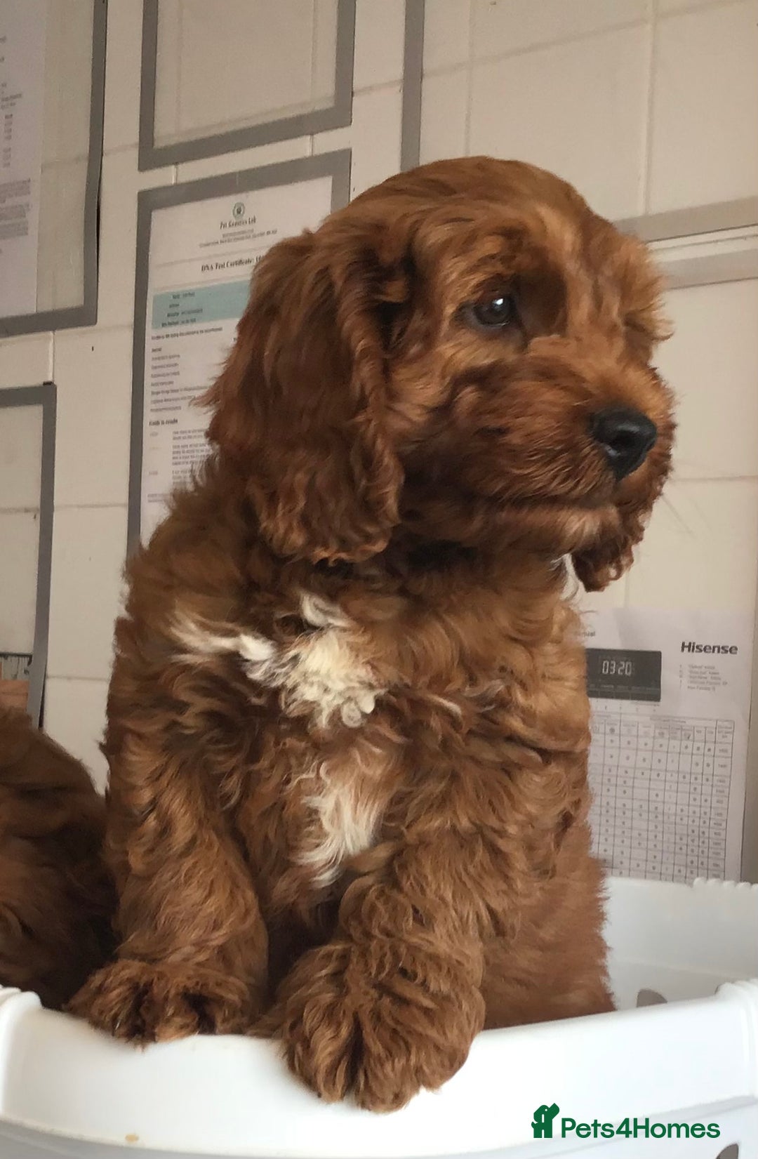 Labradoodle dogs for sale: 5* F1B Mini Labradoodles - health tested  - Image 32