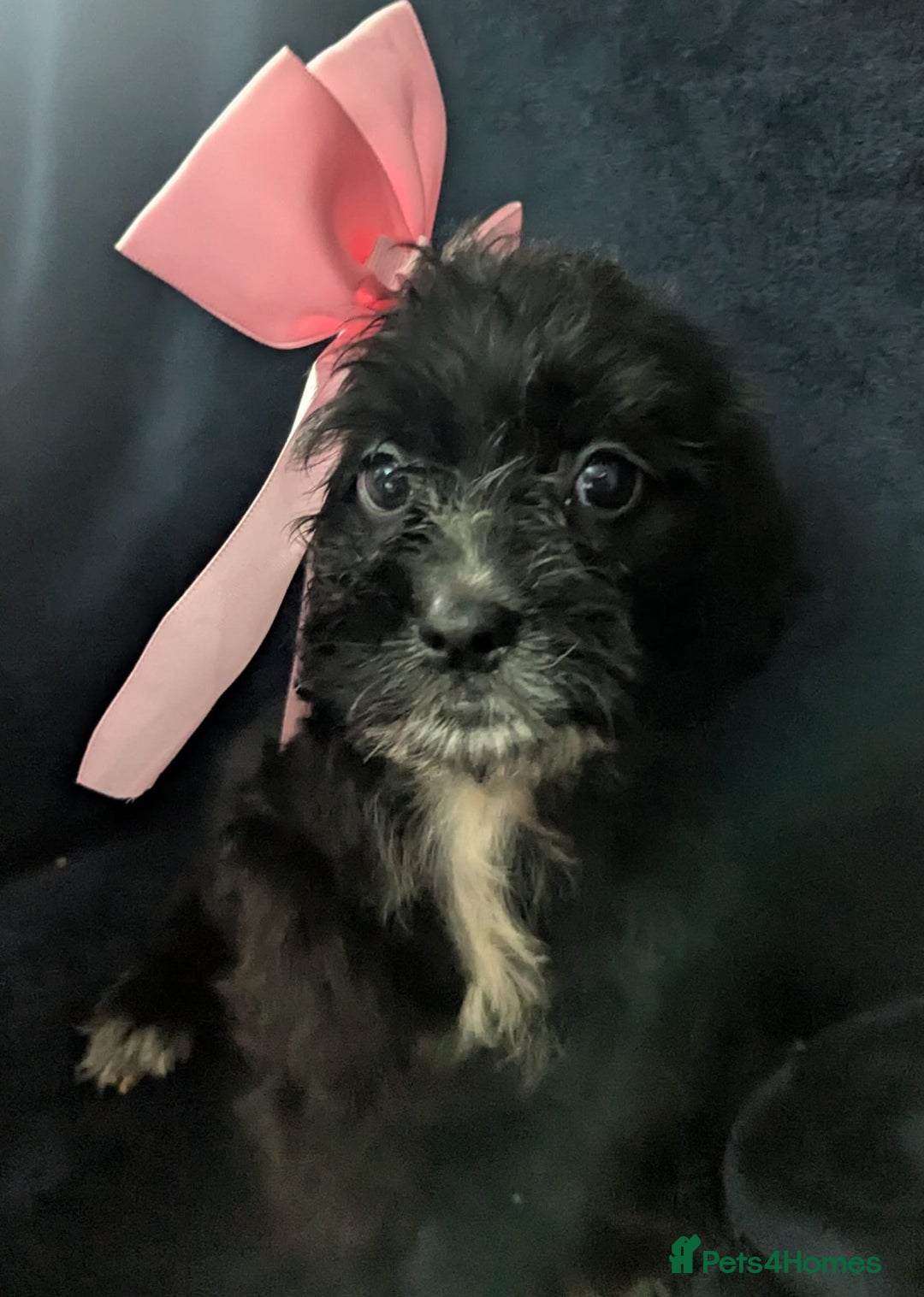 Cockapoo dogs for sale: Cockapoo puppies  - Image 14