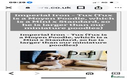 Bordoodle dogs for sale: Adorable Bordoodle (collie-poo) pups for sale  - Image 25