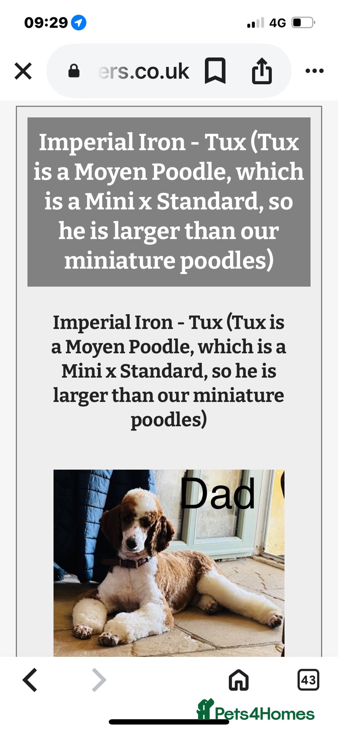 Bordoodle dogs for sale: Adorable Bordoodle (collie-poo) pups for sale  - Image 25