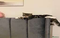 Mixed Breed cats for sale: Calico cat for SALE! - Image 1