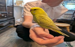 Budgerigars birds for sale: Budgie - Hand Tamed Baby Budgie  - Image 2
