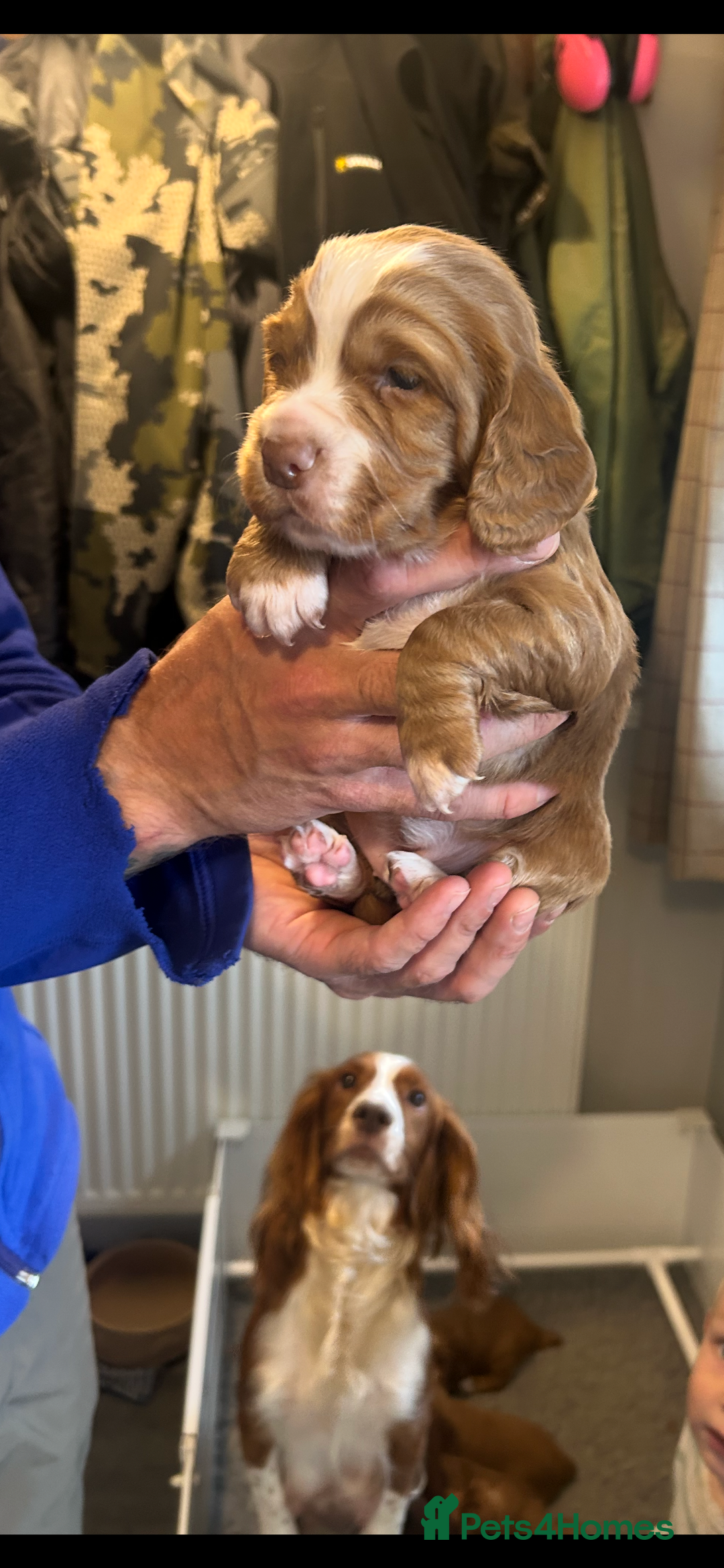 Cocker Spaniel dogs for sale: Top Quality Working Cocker Spaniels - Image 7