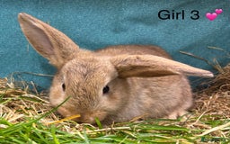 Dwarf Lop rabbits for sale: Dwarf lops ready for forever homes 15th November  - Image 4