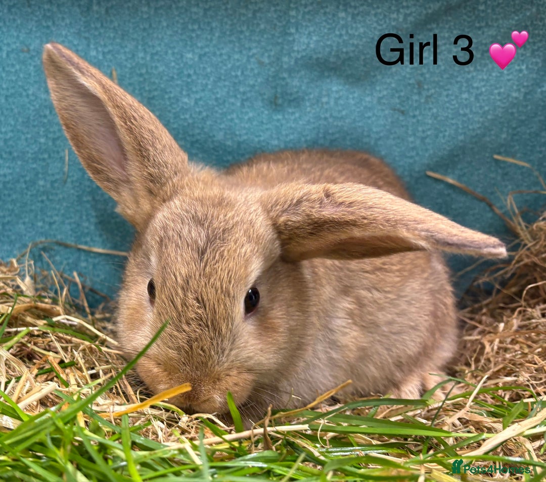 Dwarf Lop rabbits for sale: Dwarf lops ready for forever homes 15th November  - Image 4