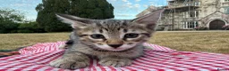 Savannah cats for sale: SavannahX GORGEOUS kittens  - Advert 16