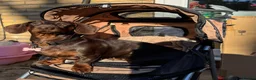 Miniature Dachshund dogs for sale: Miniature Dachshunds for sale  in Hessle - Advert 4