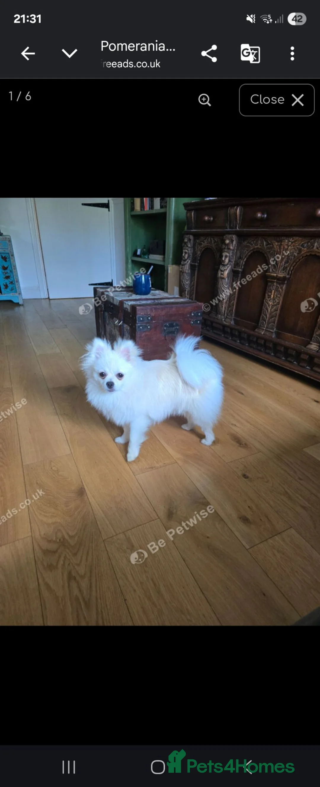 Pomeranian dogs for sale:  7m Female Pomeranian Looking for a Loving Home - Advert 4