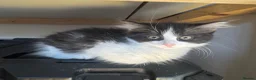 Mixed Breed cats for sale: 2x 10 week old kittens  - Advert 4