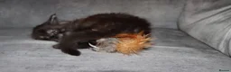 Maine Coon cats for sale: XL Polydactyl Black Smoke Maine Coon - Advert 11